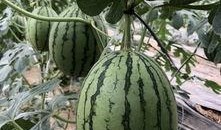 康县吃瓜网红,揭秘当地美食文化魅力